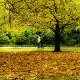 jugement tutelle curatelle appel exécution provisoire